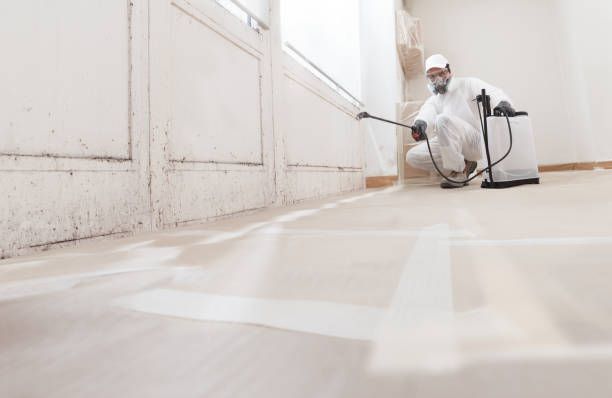24/7 Emergency Attic Mold Removal experts in Harbor Springs, MI