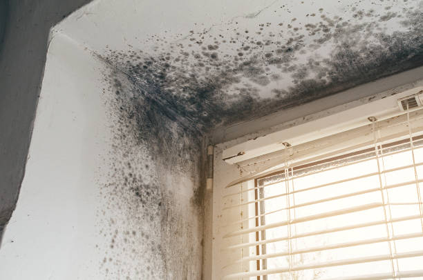 Affordable Attic Mold Removal solutions in Harbor Springs, MI