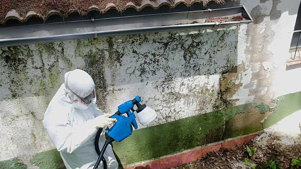 Top rated local Attic Mold Removal specialists in Harbor Springs, MI